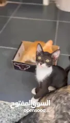  3 3 cute kitten  for free adoption