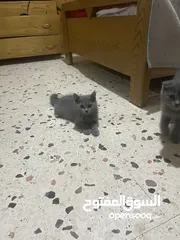  6 قطط منزلية جميلة للبيع – نظيفة وصحية Turkish Angora