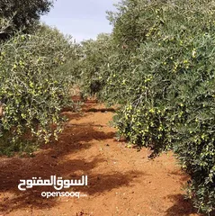  7 جرش  ثغرة عصفور  الغربيه
