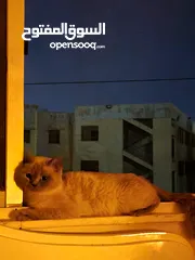  1 قطط هملايا