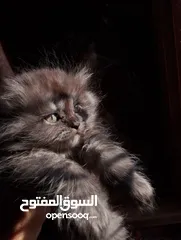  4 قطط للبيع.