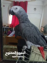  8 بغبغاء كاسكو