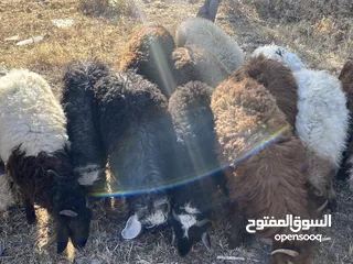  5 خرفان بلدي للبيع