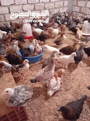  4 دجاج البيع
