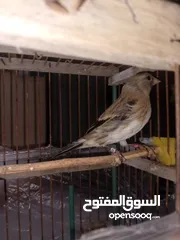  1 بندوق حسون