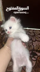  1 قطط صغير للبيع