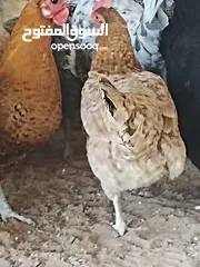  14 دجاجات للبيع
