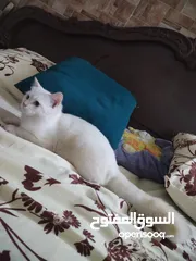  2 قطة سيامي فليم أنثى نادرة للبيع