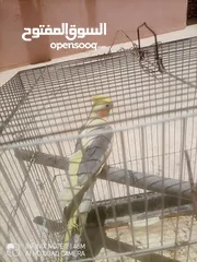  4 كوكتيل للبدل اقرا الوصف