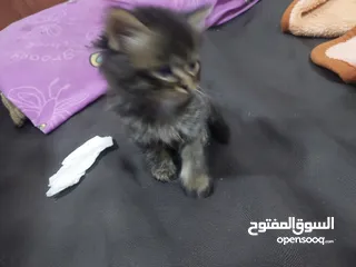  14 قطط كاليكو مكس شيرازي عمر شهرين
