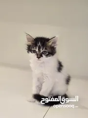  2 قطتين للتبني مجانا