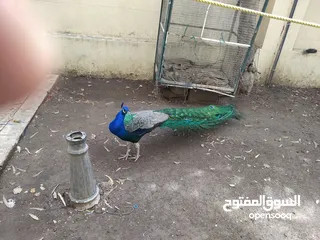  3 طاووس هندي للبيع