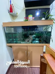  6 fish aquarium with dolphin filter