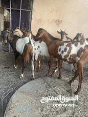  2 للبيع تيوسه اثيوبيات سمان