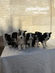  8 Border collie لاول مرة في الاردن