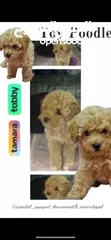  1 Toy poodle