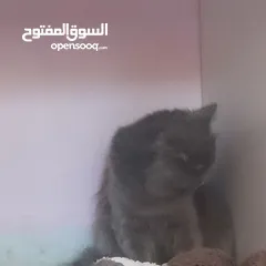 2 قط لتبني فقط سعر الاغراض فقط / هملايا