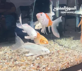  2 Fish and Tank for sale