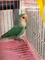  3 African lovebirds for sale pair