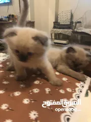  10 قطط سكوتش همالايا إناث