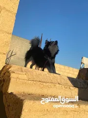  1 انثى هاسكي منتجة