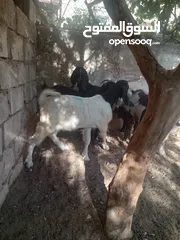  2 جدي لون وصحه نار هداد عش شهور سلاله نظيفه