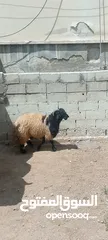  2 خروف. بصلاه على نبي