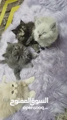  1 قطط 3 ذكور وأنثى