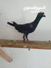  8 بسم الله ما شاءالله حبات نخب طواير وفحول ومخليف