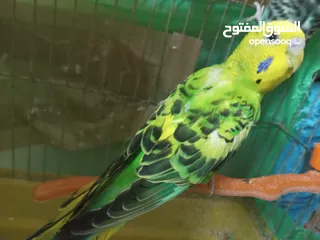 17 طيور للبيع النوع طيور الحب الأسترالي سعر الطائر الواحد 5 دنانير