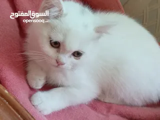 2 قطه و قط كتن كتنز بيبي القطه همالايا و صغيره شيرازي ابيض  و  سكوتش مع 7 اولاد و قنفذ و سلحفاه و بطه