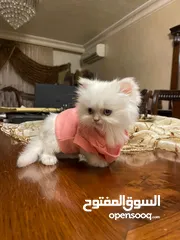  7 جاهزين لبيتهم الجديد سكوتش فولد العمر شهرين وعشر ايام متعودين ع دراي فود واللتر بوكس لعوبين حلوين لت