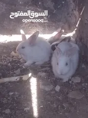  2 ارانب نخب للبيع
