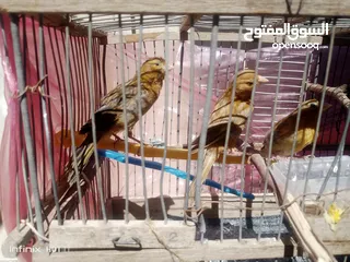  7 جوز كناري نحاسي كرزي مع فراخه و ثلاثة حبات مخاليف عمر شهرين ونص