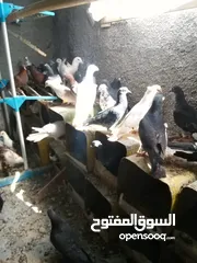  4 حمام بلدي شغال مية بالمية