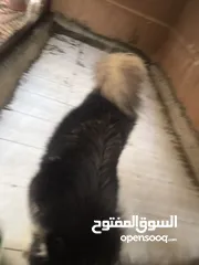  6 زوج هاسكي مالموت