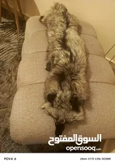  2 فروه silver fox