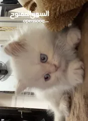  6 شيرازي ثلاث شهور