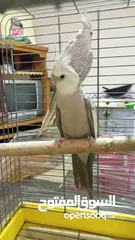  5 جوز كوكتيل وايت فيس  حبات حجب سوبر جامبو مع قفص كاسكو كبير  حجم جامبو  بصلاه على النبي قابل للتفاوض