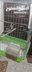  2 حسون ترباي