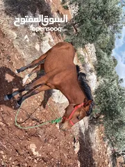  2 مهر نخب العمر 10 شهور وهادي ودم حامي