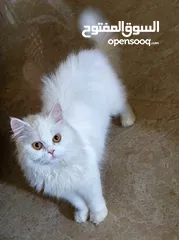  1 شيرازي فارسي  6شهور