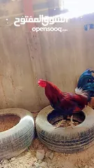  5 جاج بلدي للبيع بزره قديمه وكله بياض ما شاء الله عليهم
