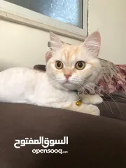  2 بس للتبني موجود بنابلس