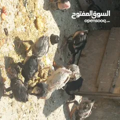  2 صيصان بلدي