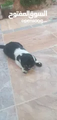  2 قطه للتبني هملايا مكس