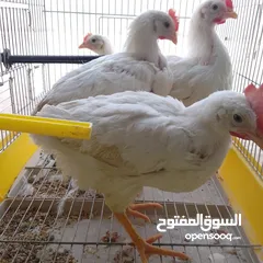  1 متاح4  عتاتيق تونسي دحي عمر شهرين 21 يوم  بي صحه ممتازه
