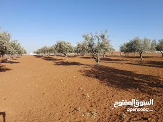  19 مادبا ماعين ارض زراعية مميزة عليها مزرعة زيتون جاهزة واصل جميع الخدمات مساحتها 4500 م