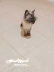  1 اللهم صلي ع سيدنا محمد  قطه هملايا لعبوبه الاليفه جدا السعر مميز للبيع المستعجل  . . .