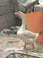  2 وز ابيض للبيع